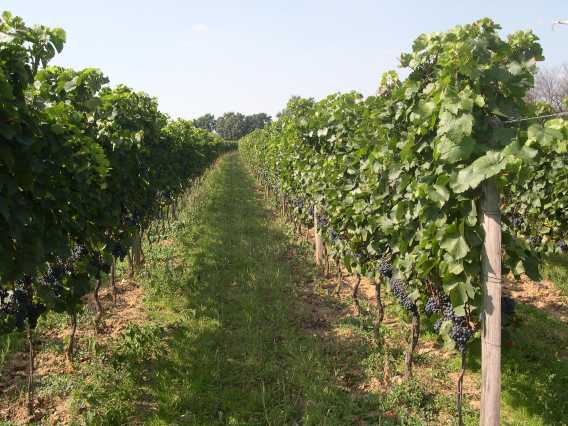 Zweigelt Goldberg 2006 (verkleinert)