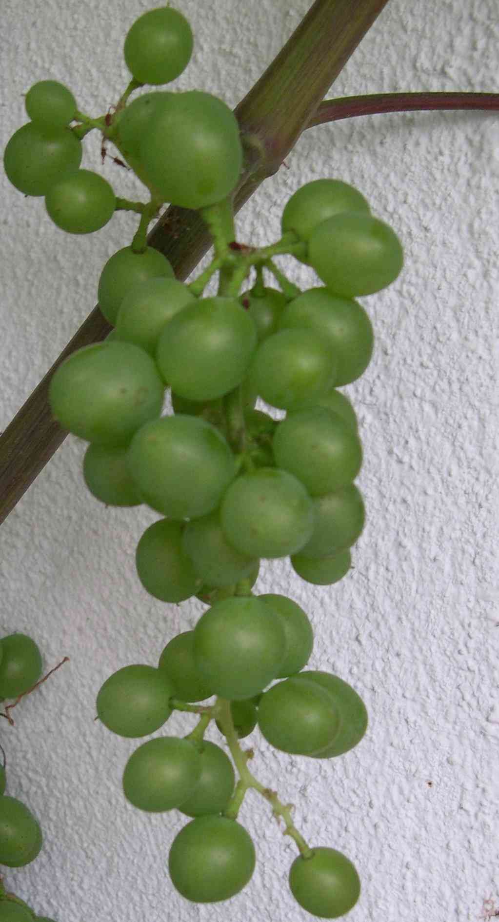 Bianca-Traube an der Hausmauer am 29. Juni 2007