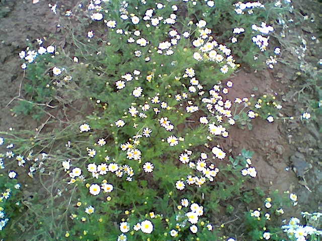 Kamillenblüten
