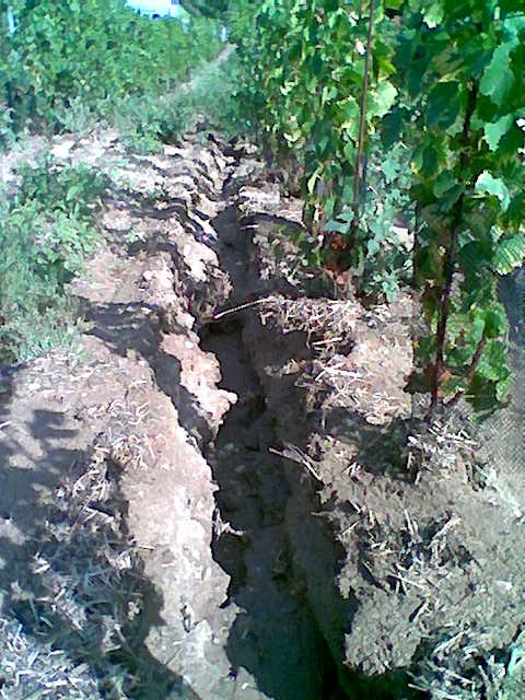 Erosionsschäden Junganlage Muskat Ottonel 20. August 2007