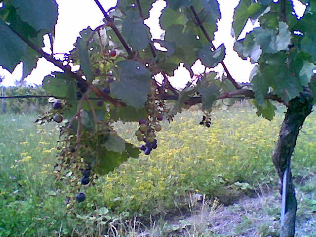 Stareschaden 2007