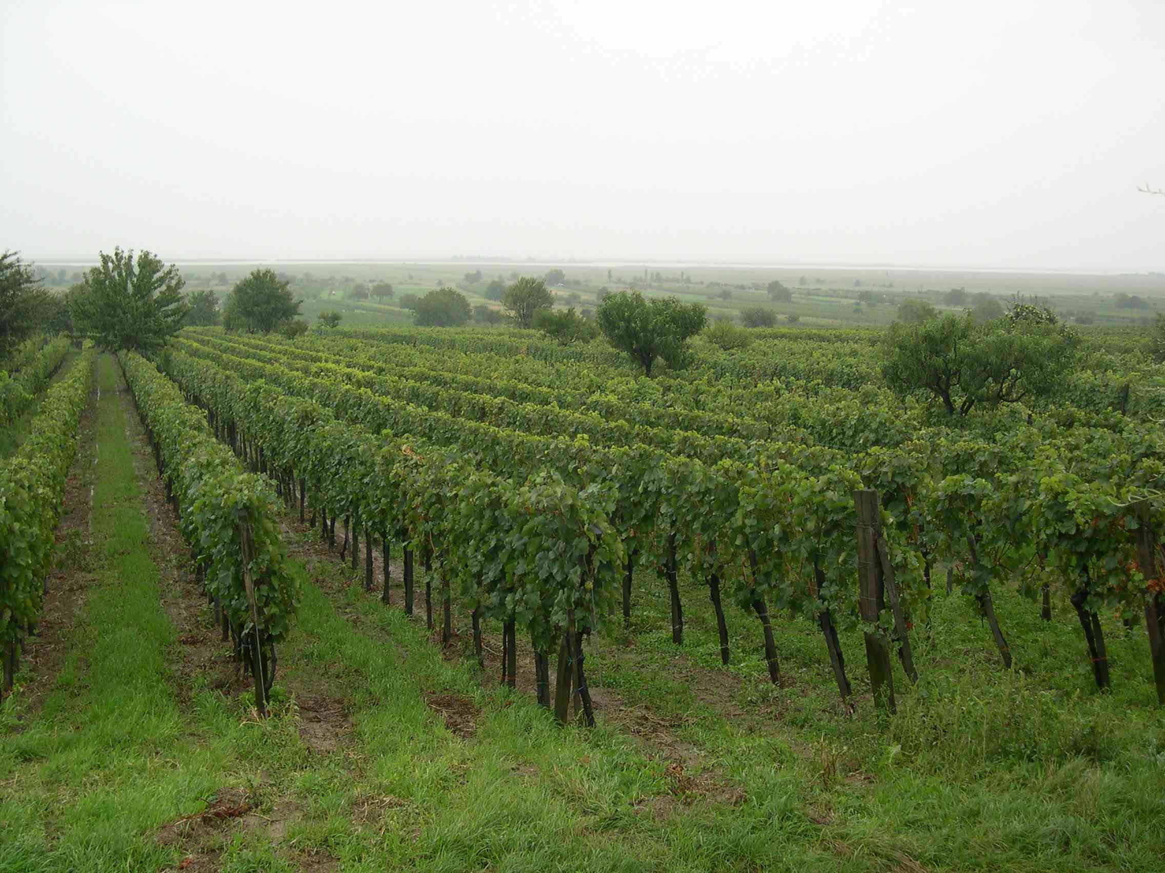 Grau in grau nach 48 Stunden Regen
