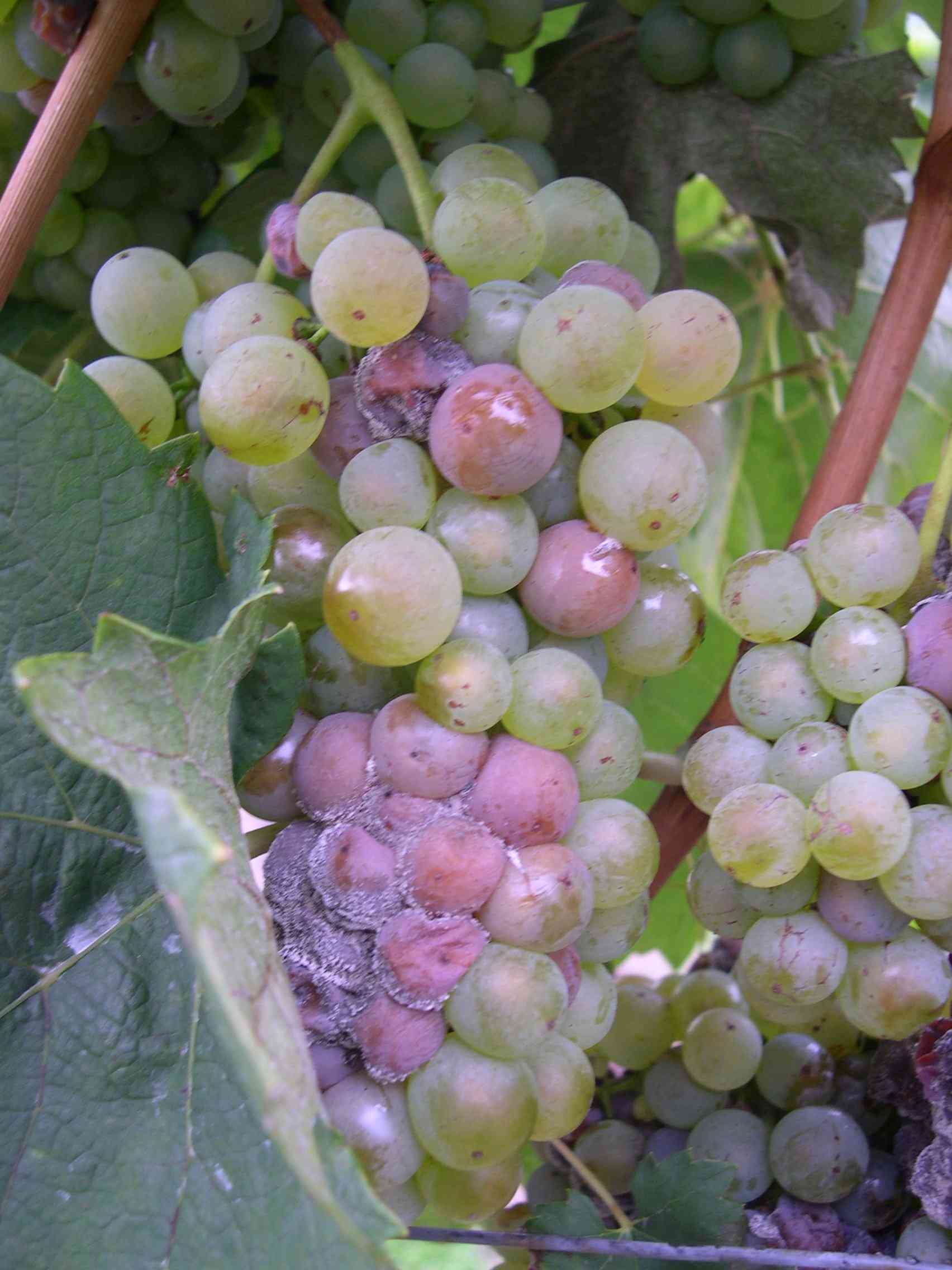 Welschriesling-Traube mit massivem Botrytisbefall