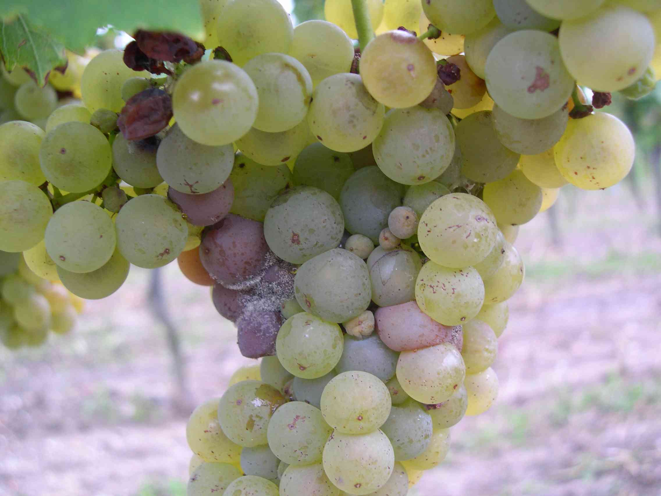 Welschriesling-Traube mit beginnendem Botrytisbefall Welschriesling-Traube mit beginnendem Botrytisbefall