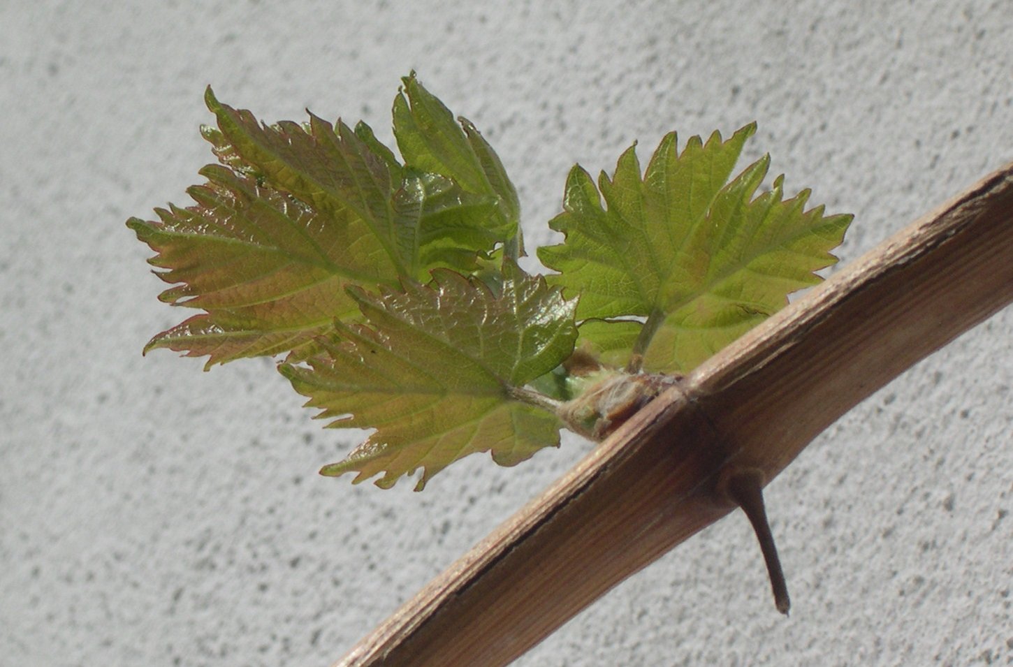 Austrieb in geschützter Lage am 21. April 2008