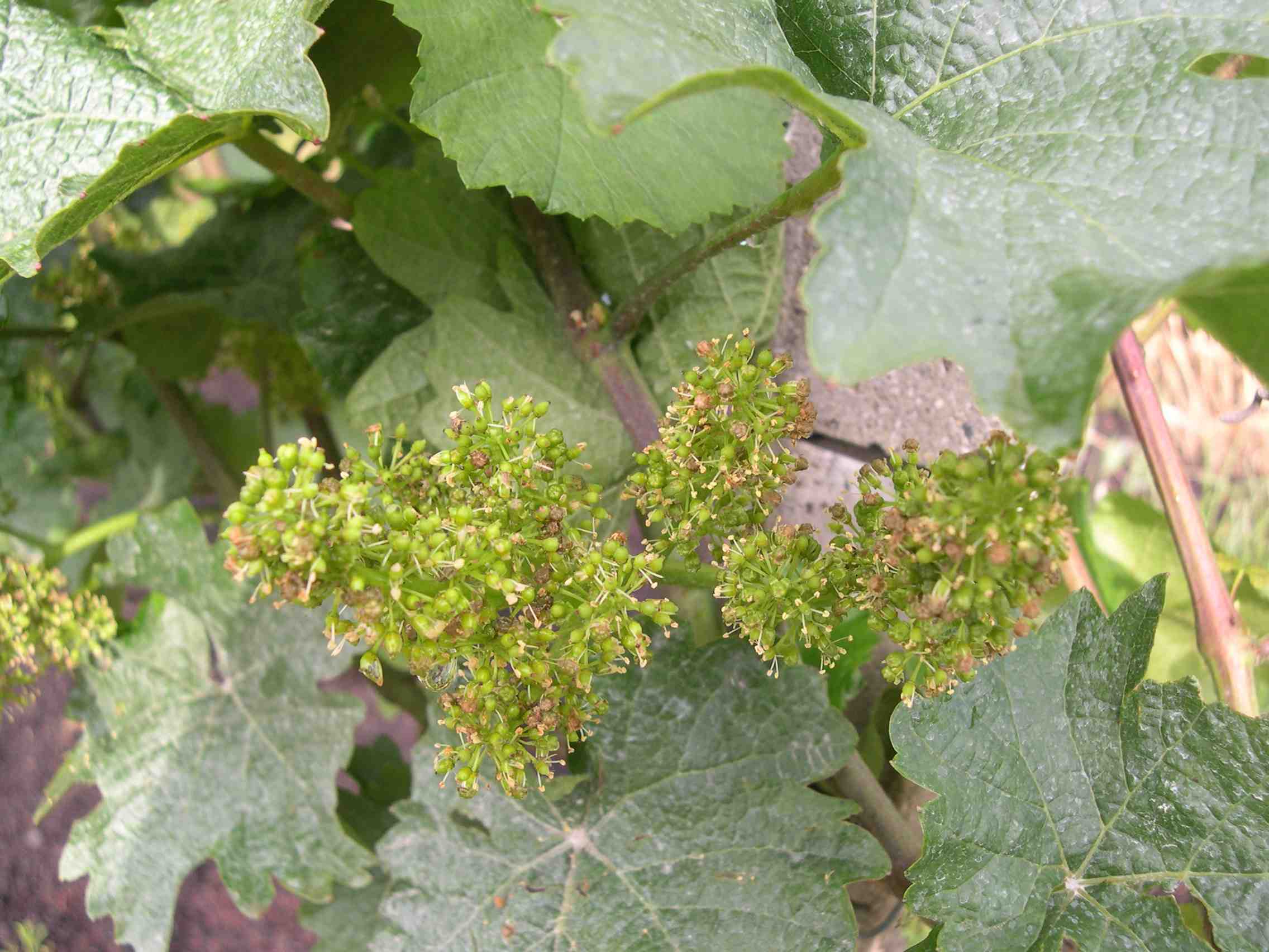 Abgehende Blüte