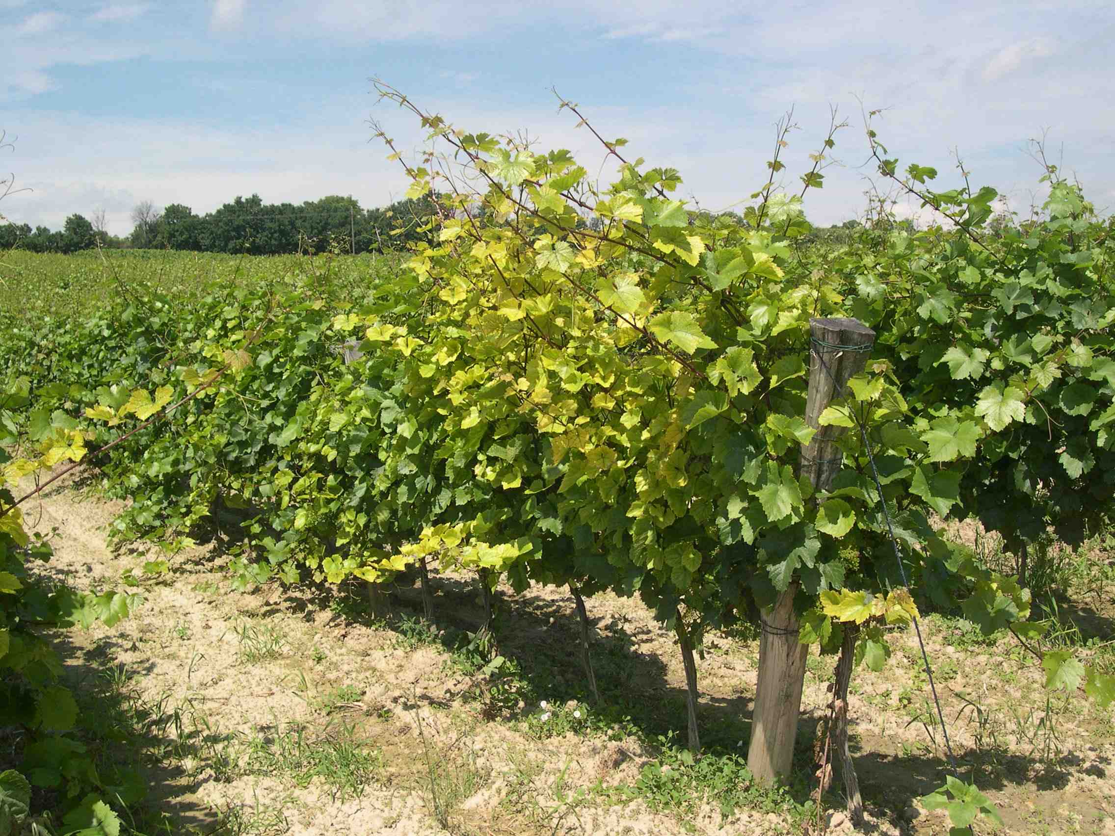 Bernhard Fiedlers We(in)blog » 2008 » Juni