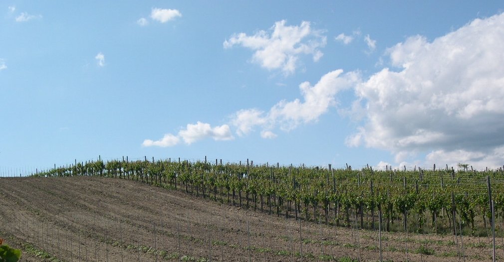 Weißburgunder-Junganlage 2003