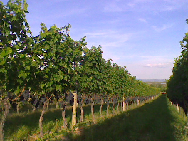 Cabernet in der Riede Hader mit hoher Laubwand und stark entblätterter Traubenzone
