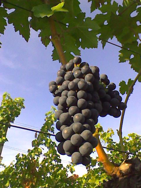 Cabernet Sauvignon Ende August 2008