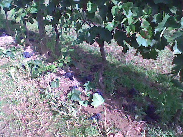 Traubenselektion bei der Zweigeltlese am Goldberg 2008