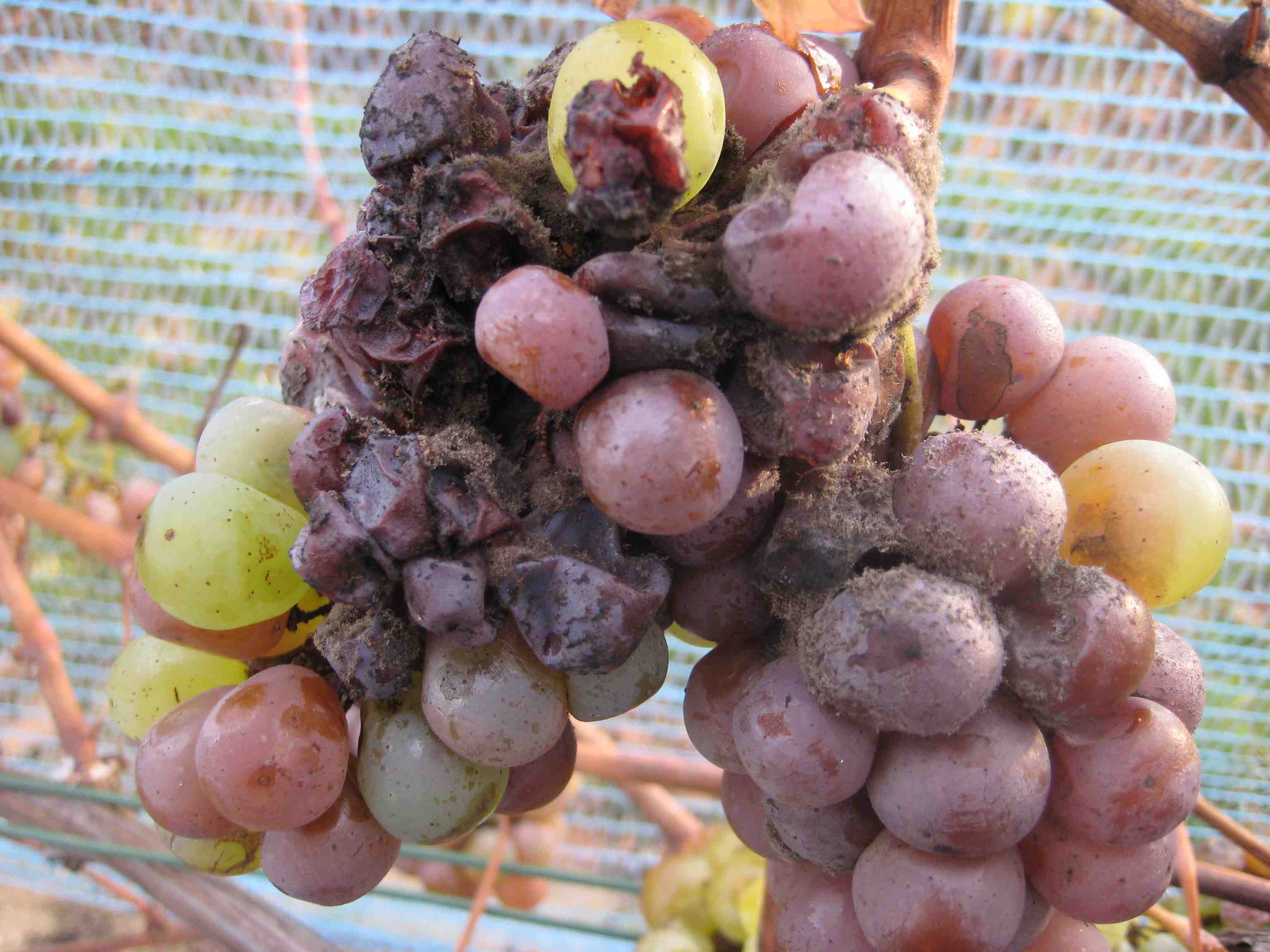 Botrytis beim Neuburger 2008 Botrytis beim Neuburger 2008