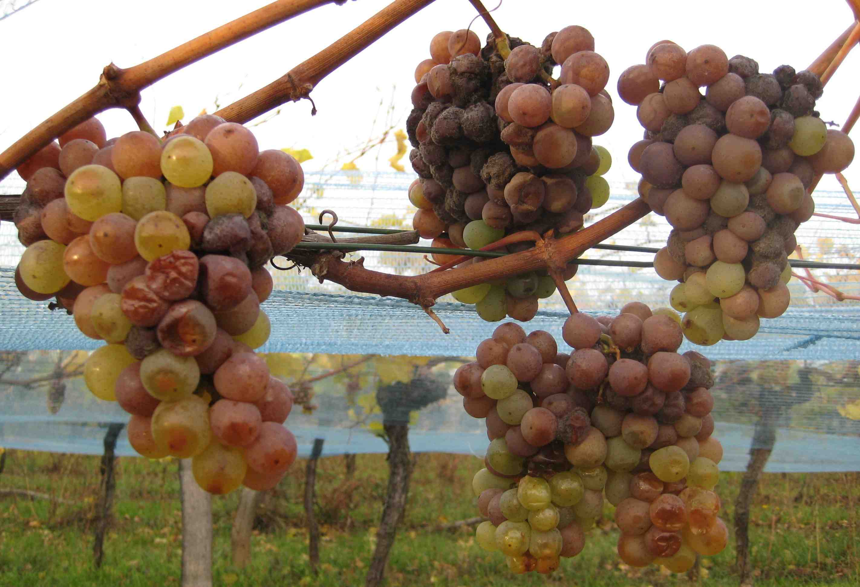 Botrytis beim Neuburger 2008