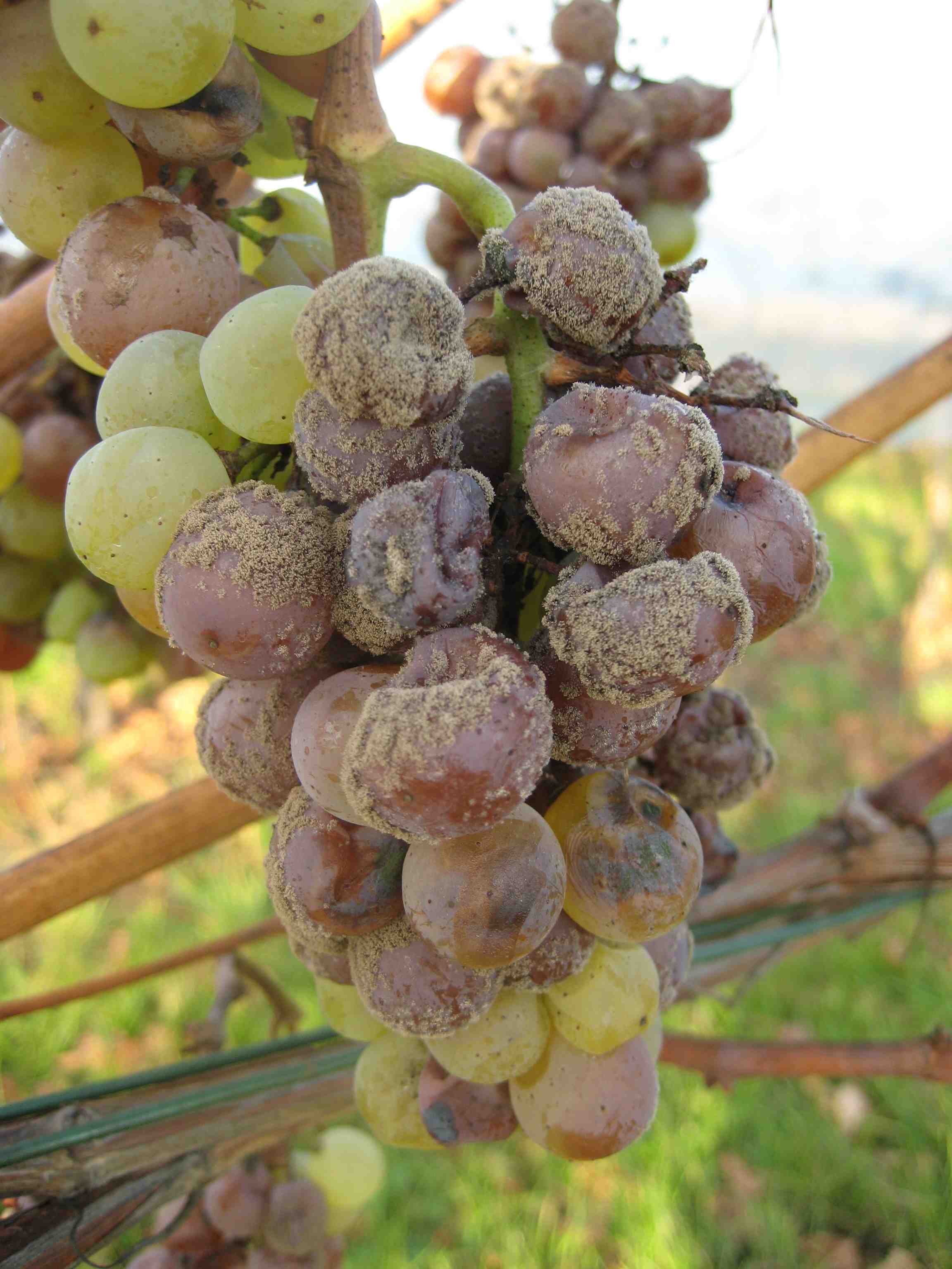 Auf dem Weg zur Beerenauslese