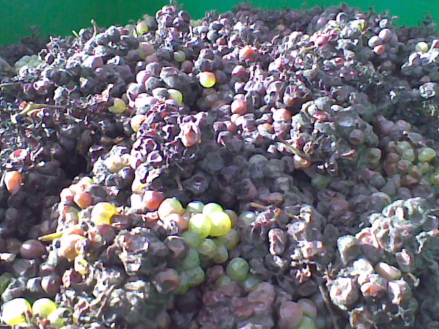 Beerenauslese 2008
