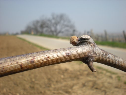 Knospenschwellen