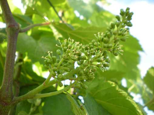 Weinblüte Weinblüte