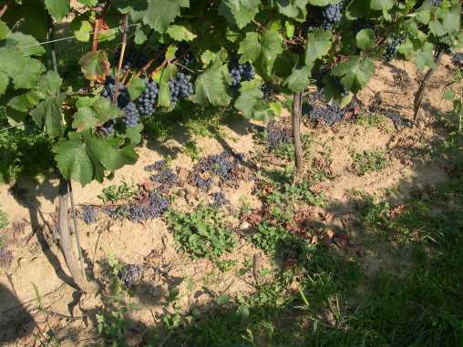 Traubenreife beim Zweigelt Traubenreife beim Zweigelt