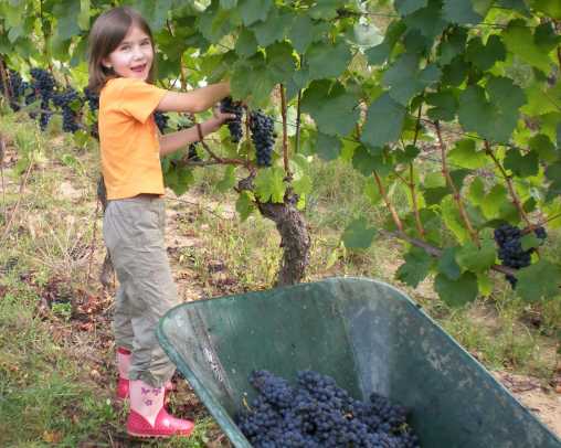 Weinlesehelfer Weinlesehelfer