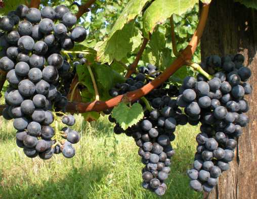 Blaufränkisch Blaufränkisch