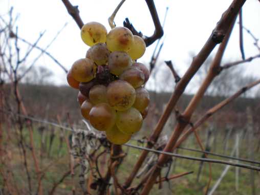 Geiztriebtraube im November