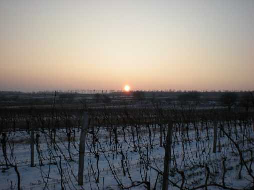 Sonnenuntergang hinter dem Mörbischer Goldberg Sonnenuntergang im Winter komprimiert 2