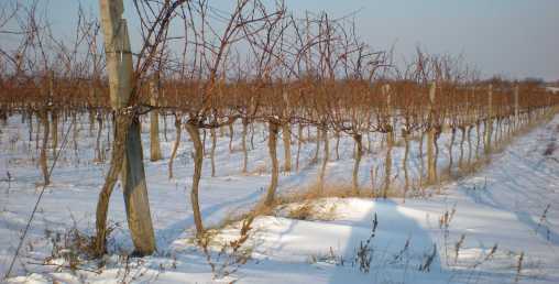 Birnheide im Winter bearbeitet 2 k