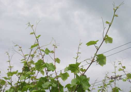Bedeckter Himmel, wüchsige Reben Bedeckter Himmel, wüchsige Reben