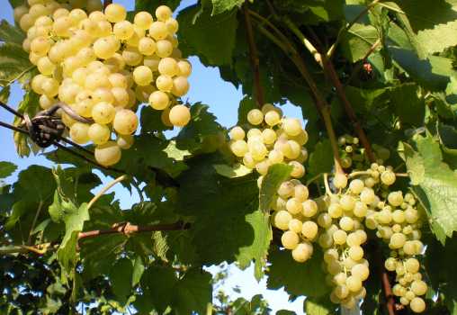 Pinot-Trauben Pinot-Trauben