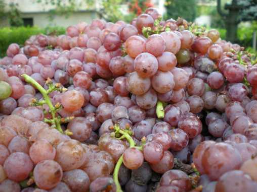 Traminer Traminer
