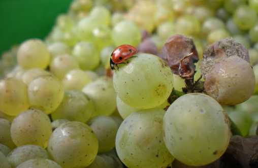Weinlese 2010 Weinlese 2010