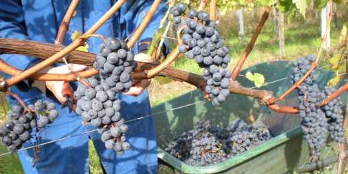 Weinlese Weinlese