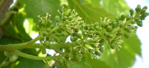 Weinblüte