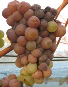 Botrytis beim Neuburger 2008