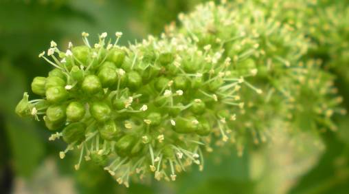 Weinblüte