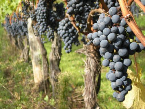 Cabernet Sauvignon