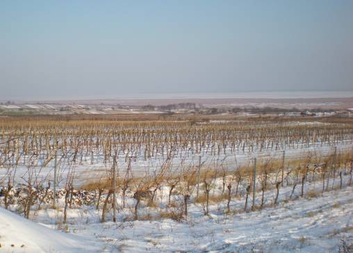 Mörbischer Altenberg (im Hintergrund)