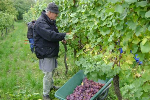 Weinlese