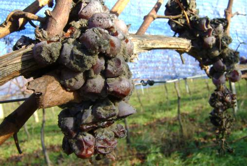 Beerenauslese 2013 Beerenauslese 2013 bearbeitet