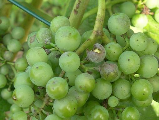Oidium