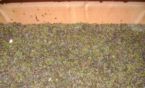 Auslese 2014
