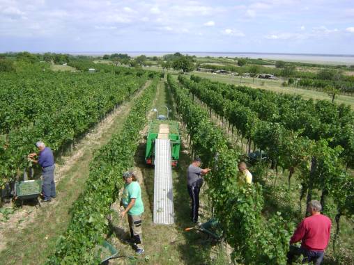 Weinlese 2015