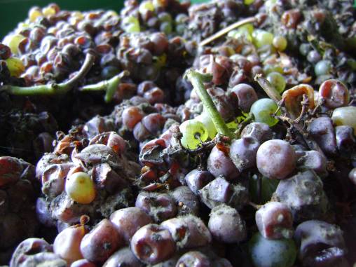 Beerenauslese 2015