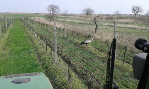 Storch 3 komprimiert