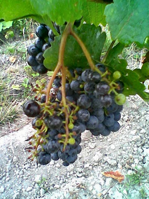 Erste Schäden durch die Stare 2007