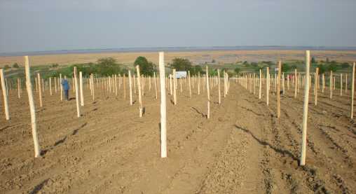 Holzpfähle in der Junganlage am Goldberg Holzpfähle in der Junganlage am Goldberg