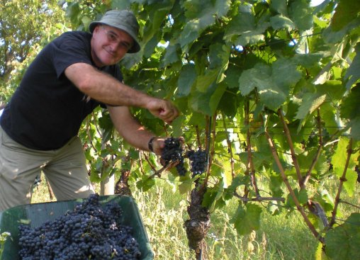 Gerhard Fiedler bei der Weinlese 2009 Gerhard Fiedler bei der Weinlese 2009