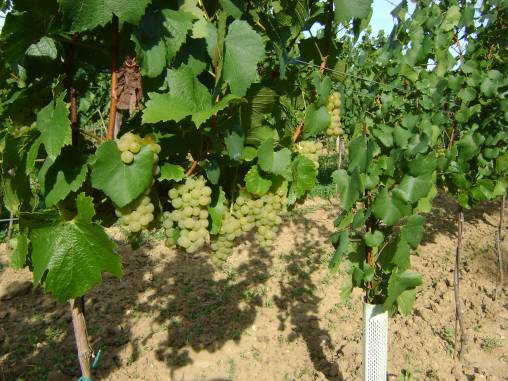 Chardonnay am Goldberg Chardonnay am Goldberg